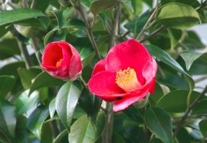 椿の木で作るオーダーメイド念珠