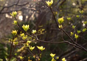 生命を司る木 Wood of life