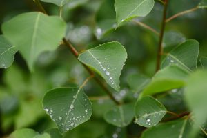 思い通りに染まらないから面白い ― 草木染めと木の個性